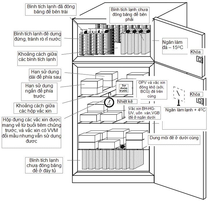 Minh hoạ cách sắp xếp vắc xin đúng chuẩn trong tủ bảo quản